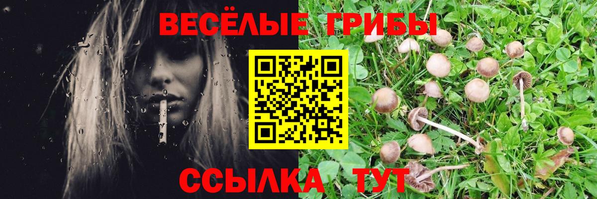 Псилоцибиновые грибы мицелий Моздок